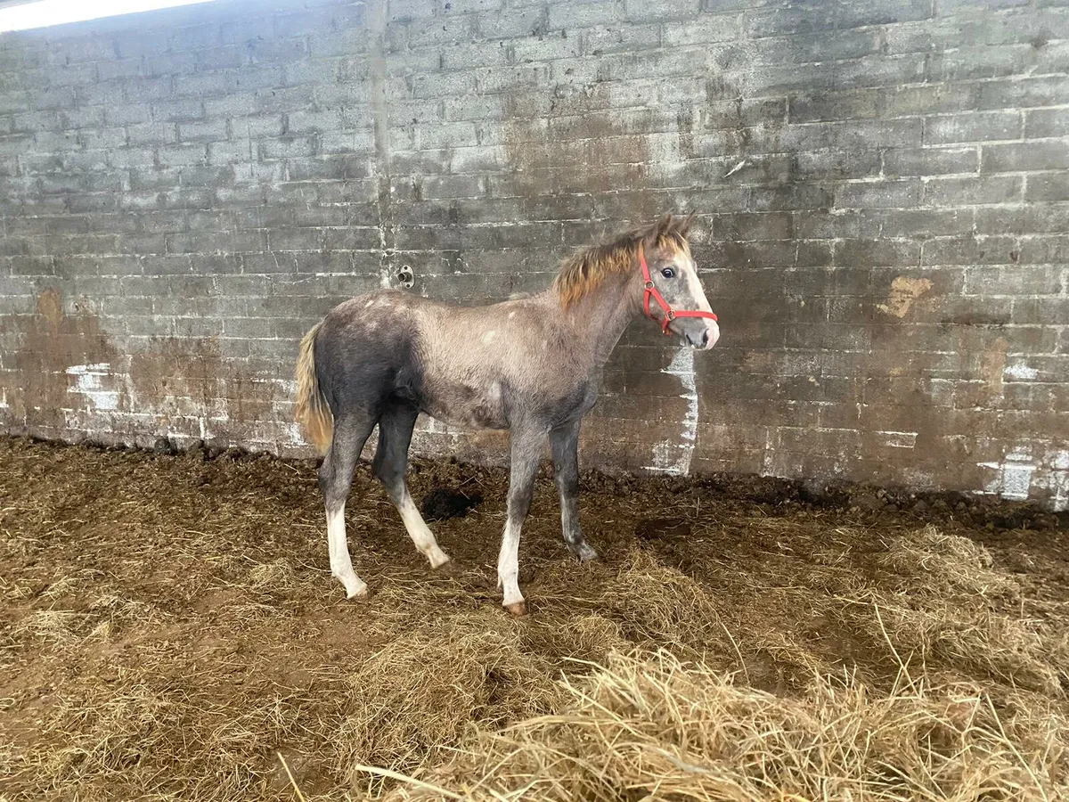 IRISH DRAUGHT GREY FILLY FOAL - Image 1