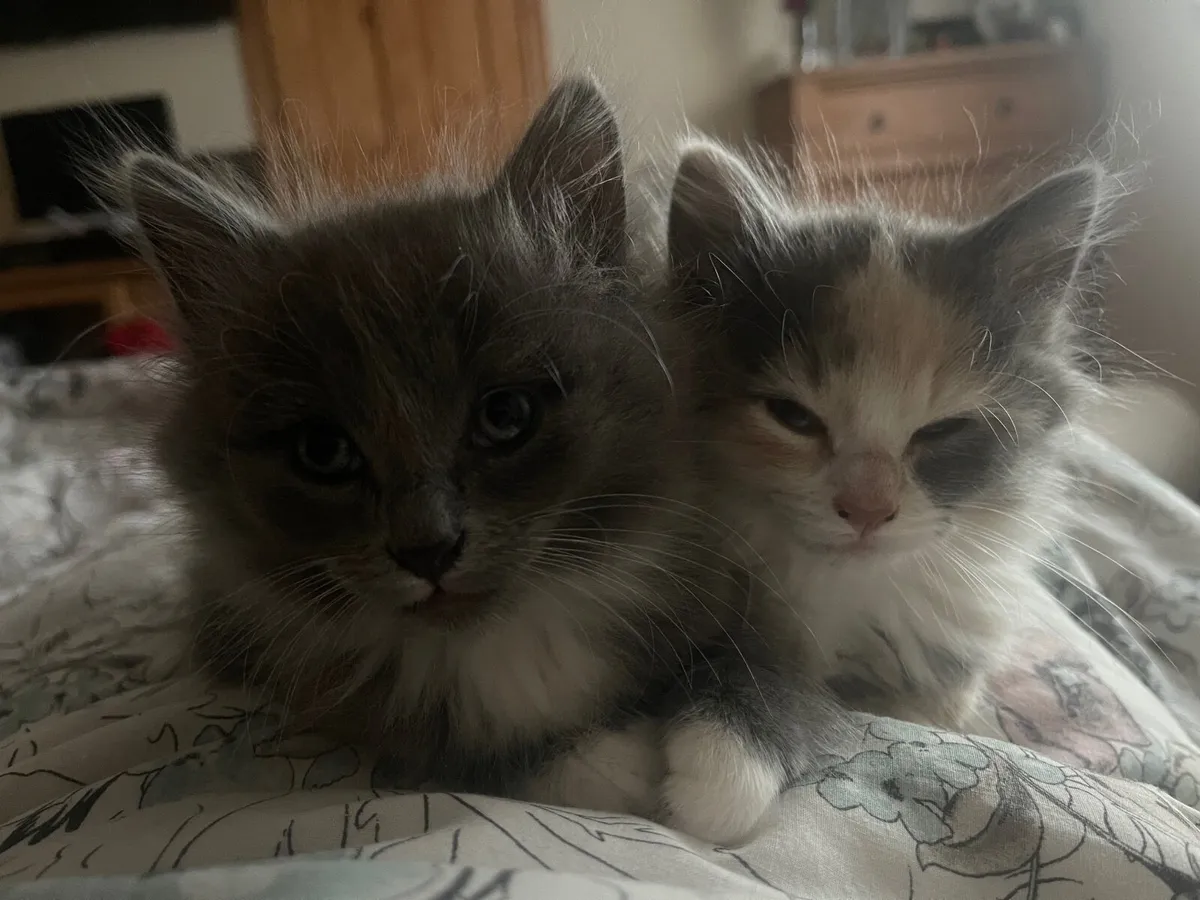 Kittens - Image 1