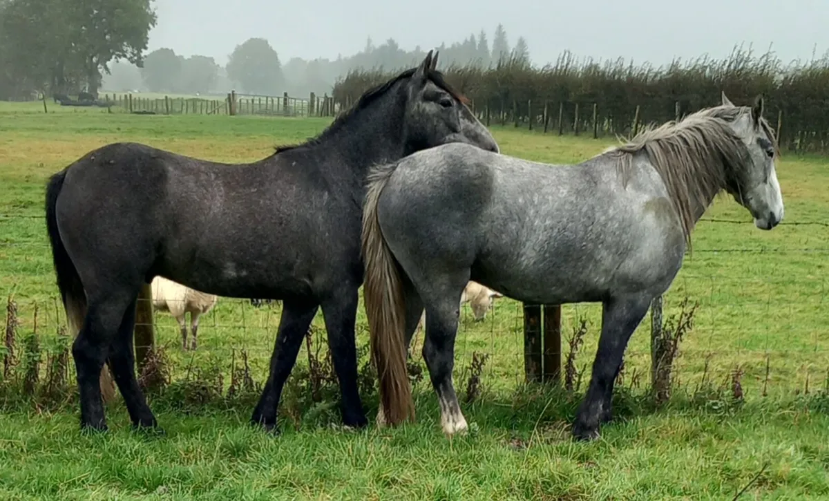 COB GELDINGS - Image 2
