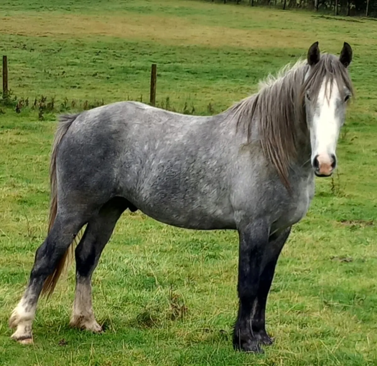 COB GELDINGS - Image 1