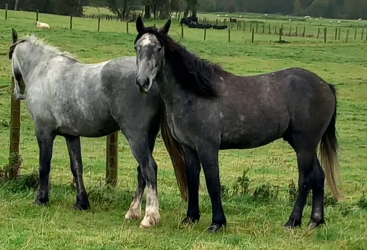 COB GELDINGS - Image 3