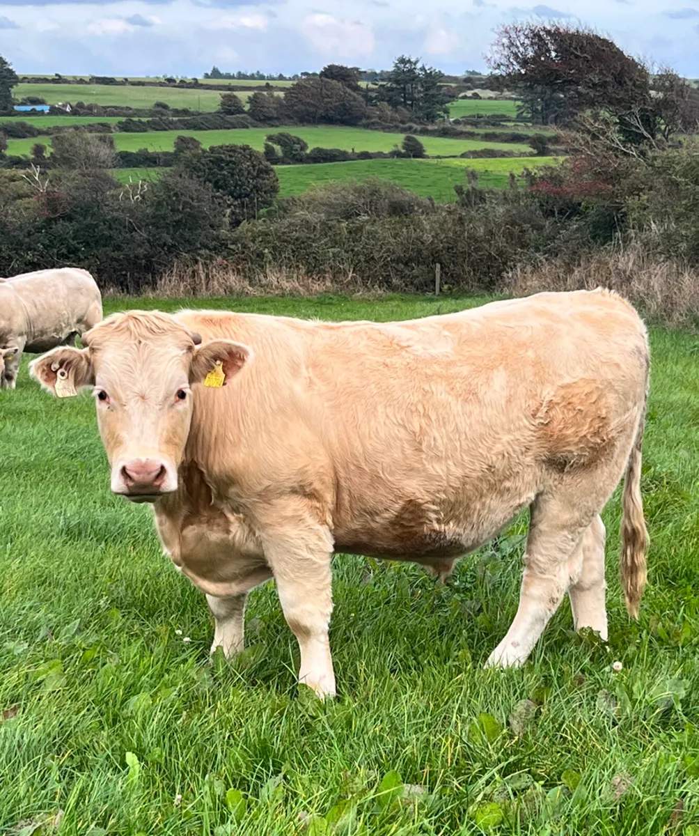 CHX Bullocks & Heifers - Image 3