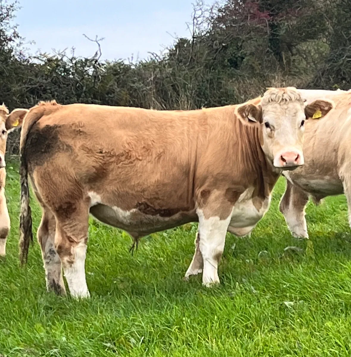 CHX Bullocks & Heifers - Image 4