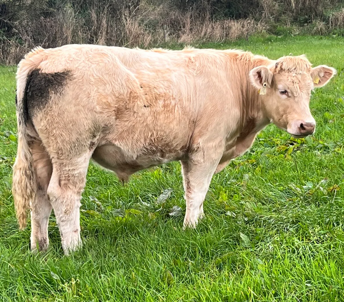 CHX Bullocks & Heifers - Image 2