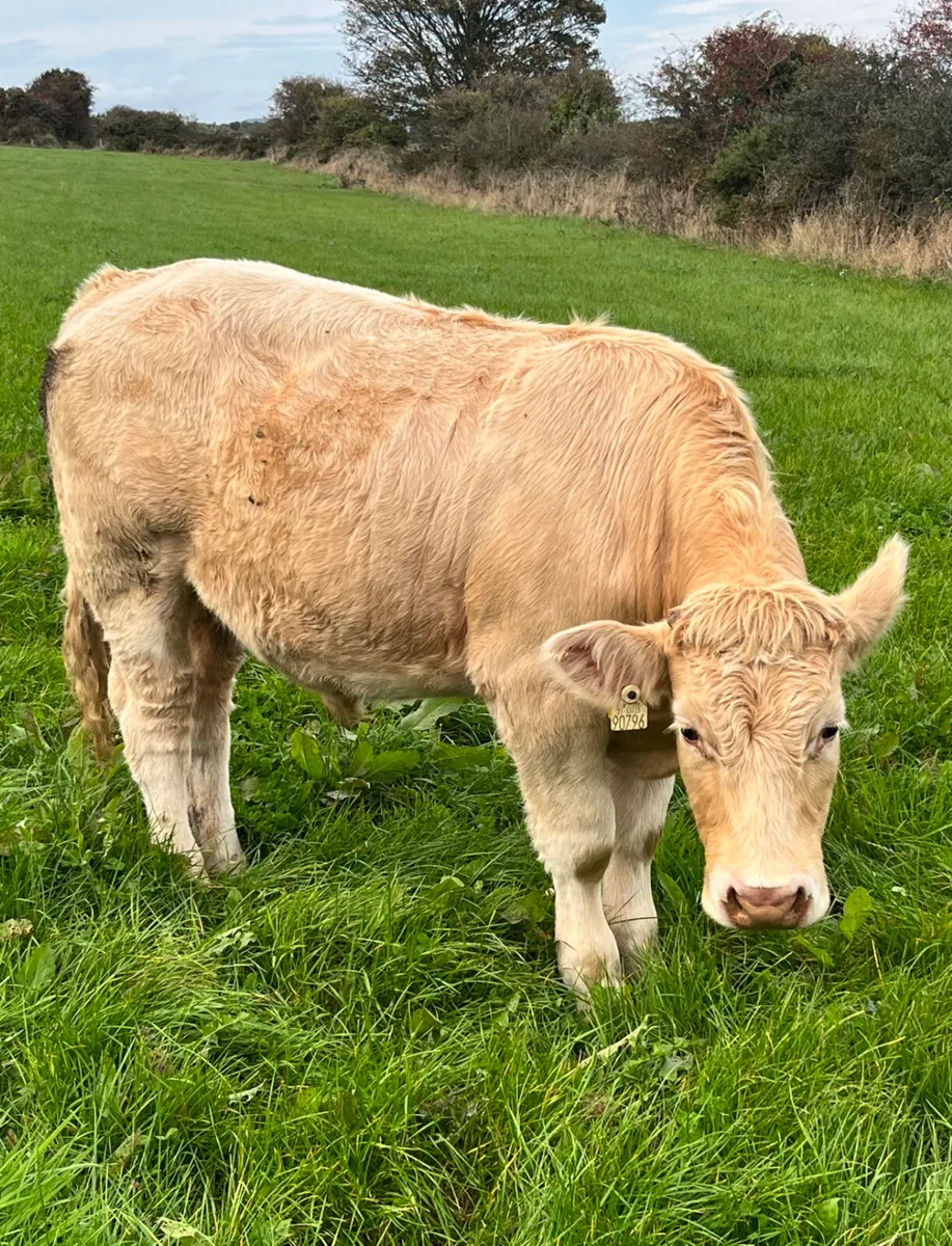 CHX Bullocks & Heifers - Image 1