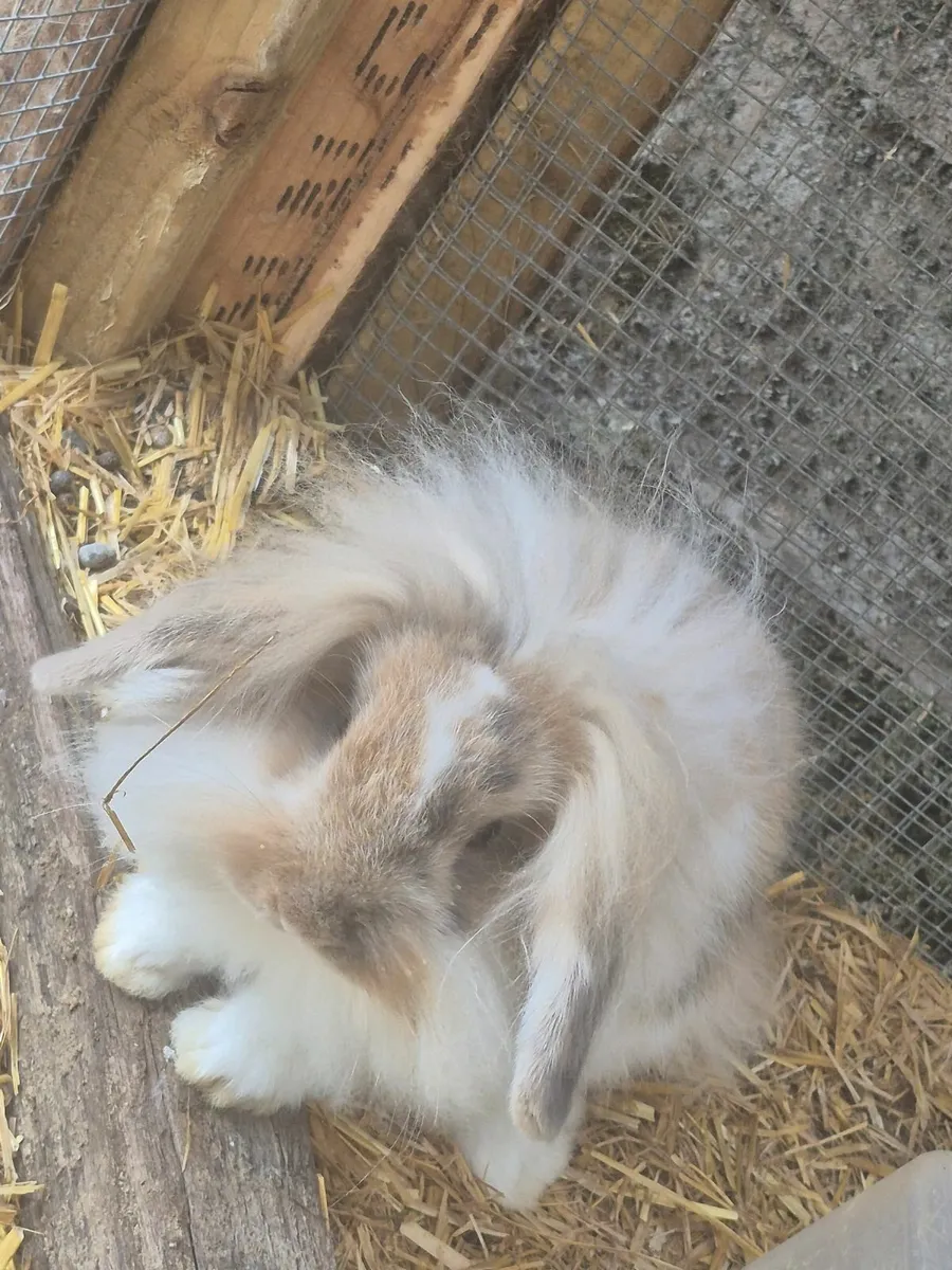 Rabbits - Image 1