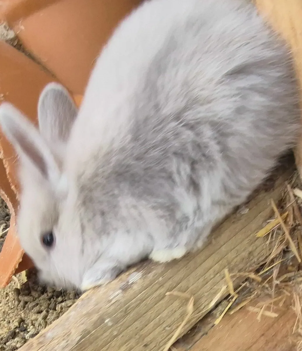 Rabbits - Image 3