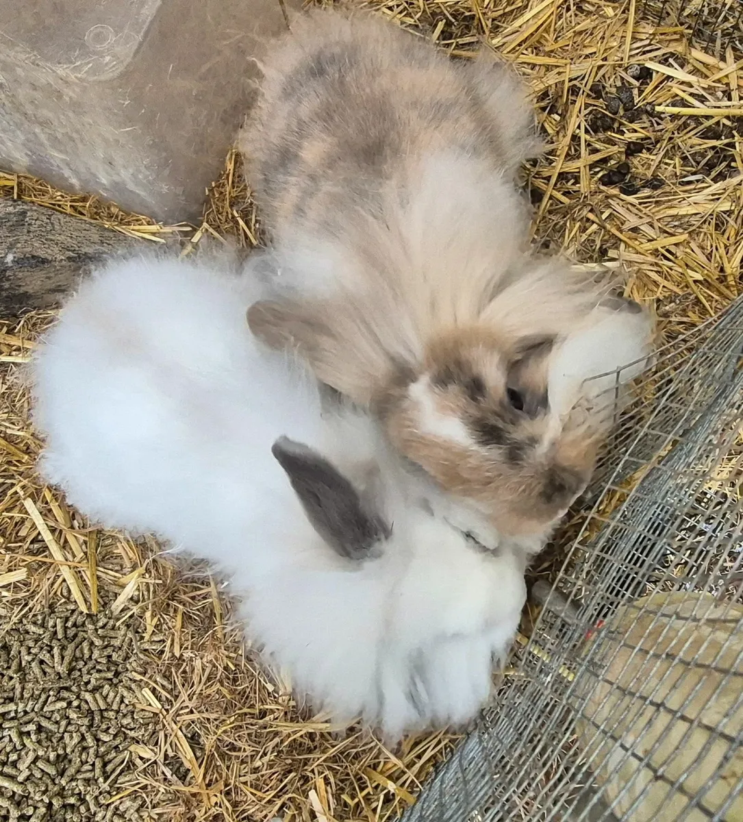 Rabbits - Image 4