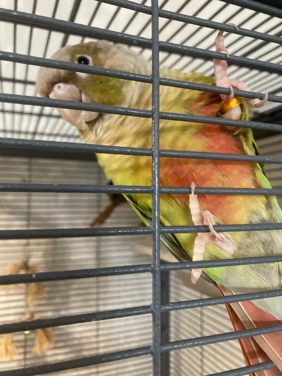 2 conures - Image 1