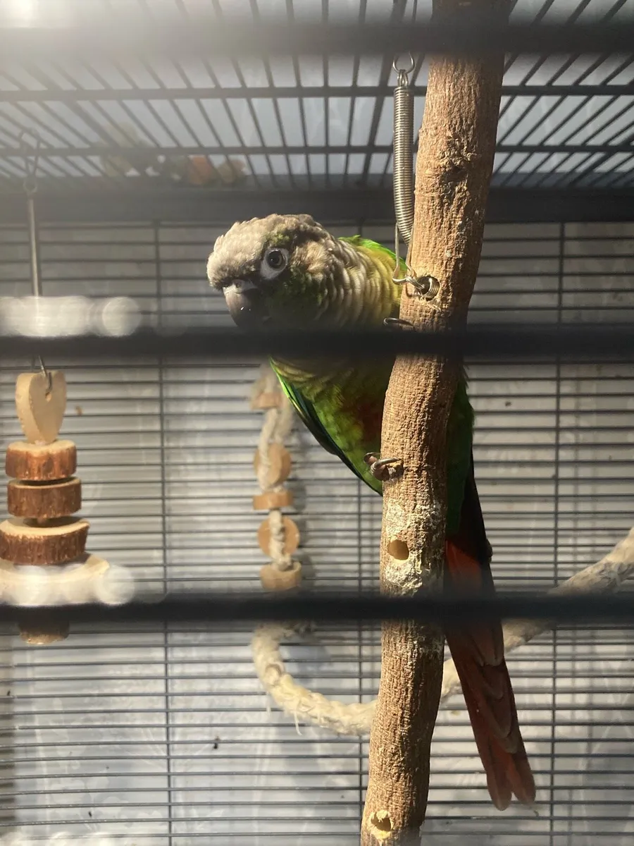 2 conures - Image 2