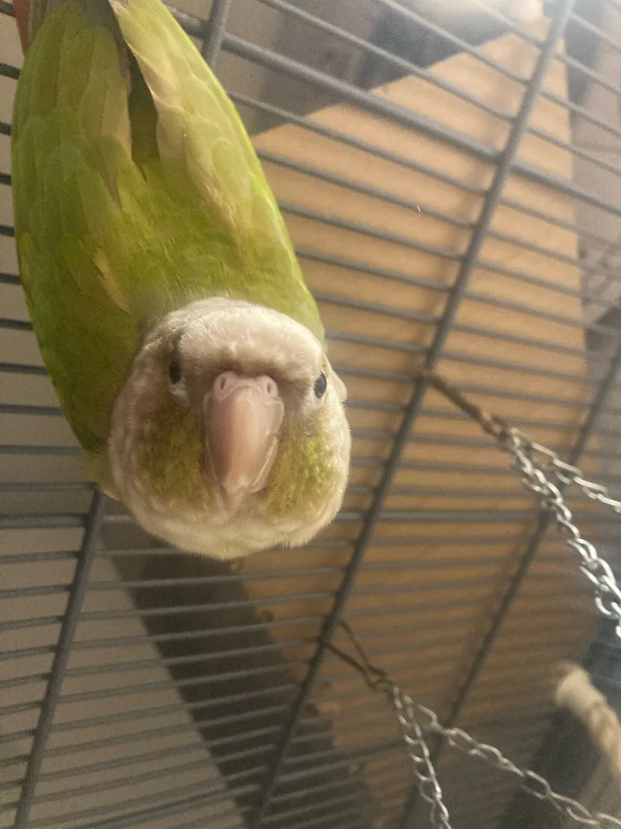 2 conures - Image 3