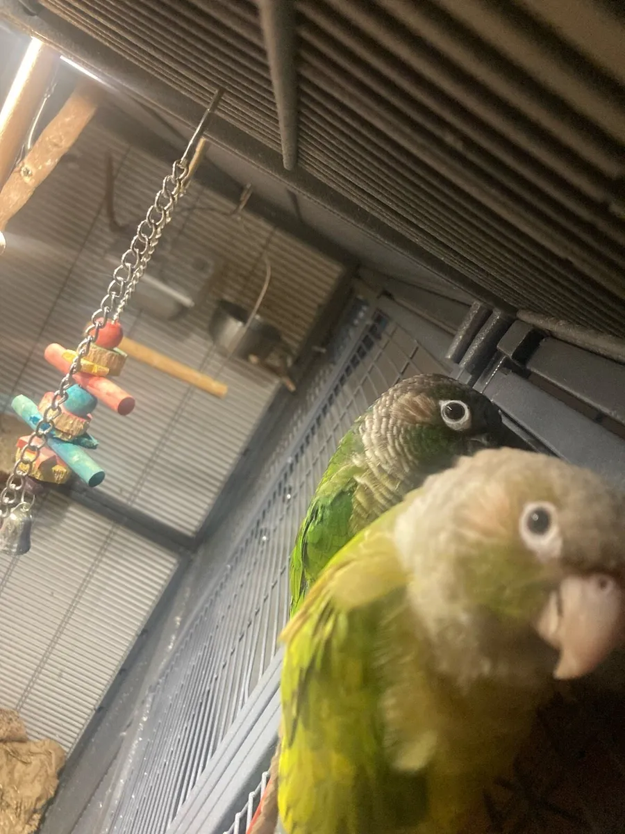 2 conures - Image 4