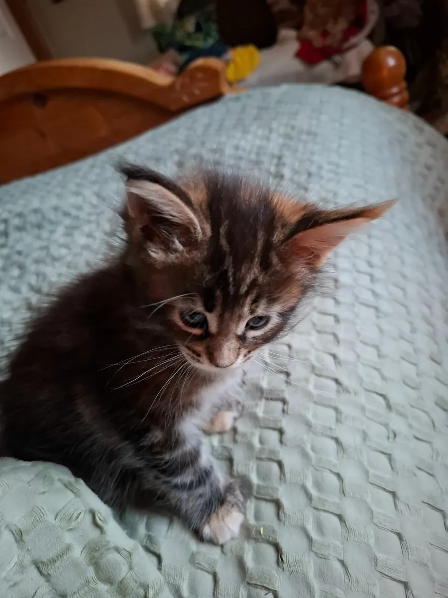 Maine Coon - Image 1