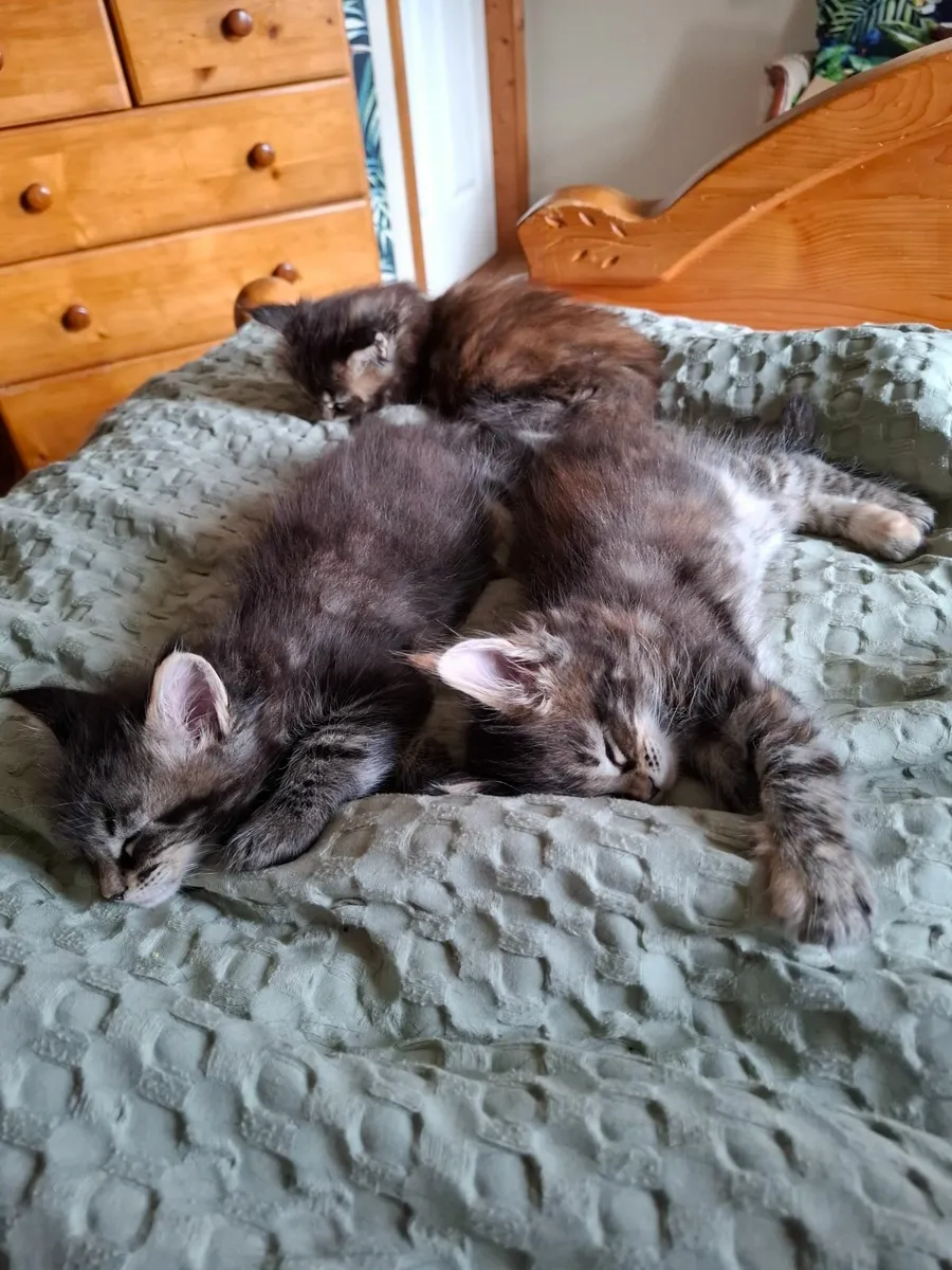 Maine Coon - Image 2