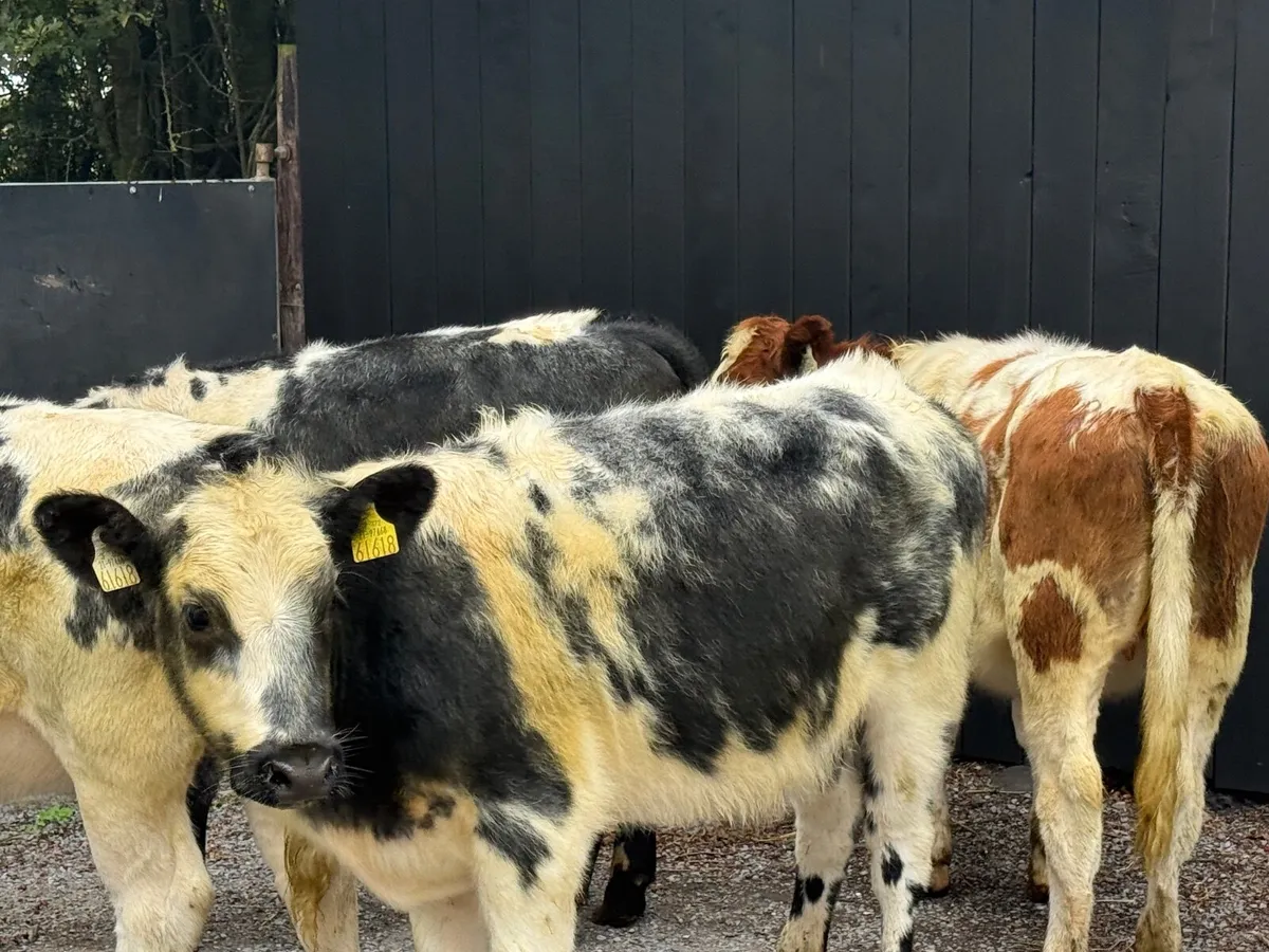 4 ROAN BELGIAN BLUE HEIFERS - Image 1