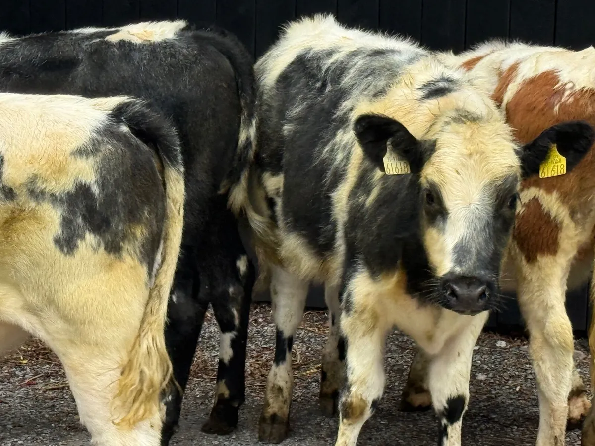 4 ROAN BELGIAN BLUE HEIFERS - Image 2
