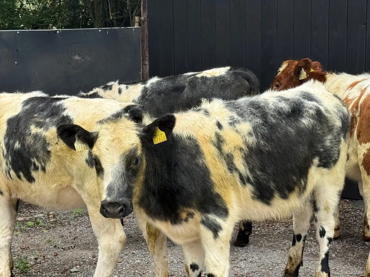 4 ROAN BELGIAN BLUE HEIFERS - Image 3