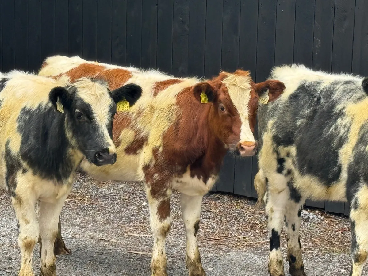4 ROAN BELGIAN BLUE HEIFERS - Image 4