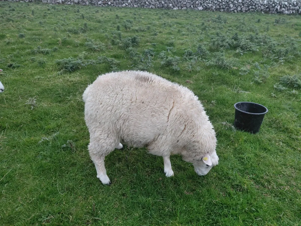 Pure bred registered Galway ram lambs - Image 1
