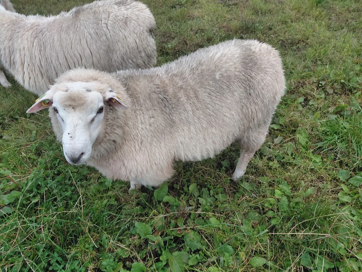 Pure bred registered Galway ram lambs - Image 2