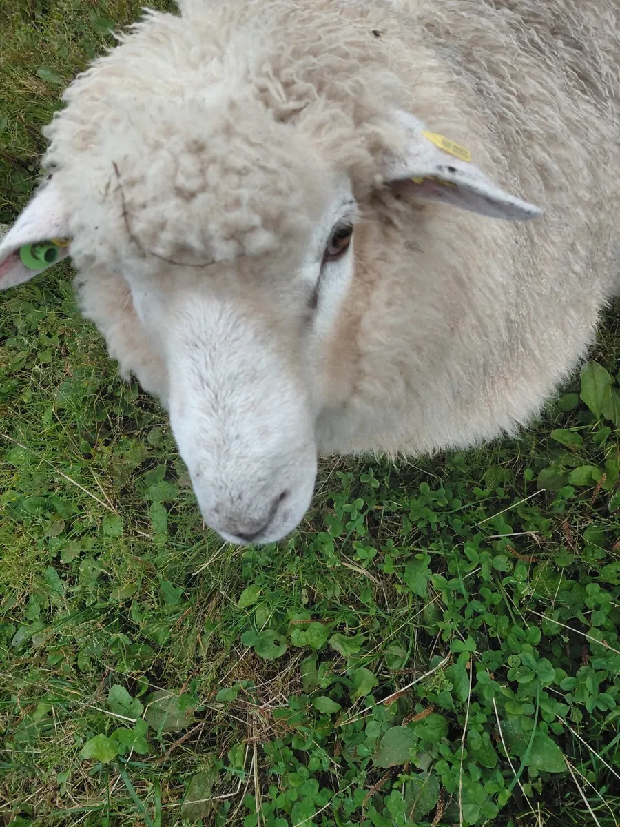 Pure bred registered Galway ram lambs - Image 3