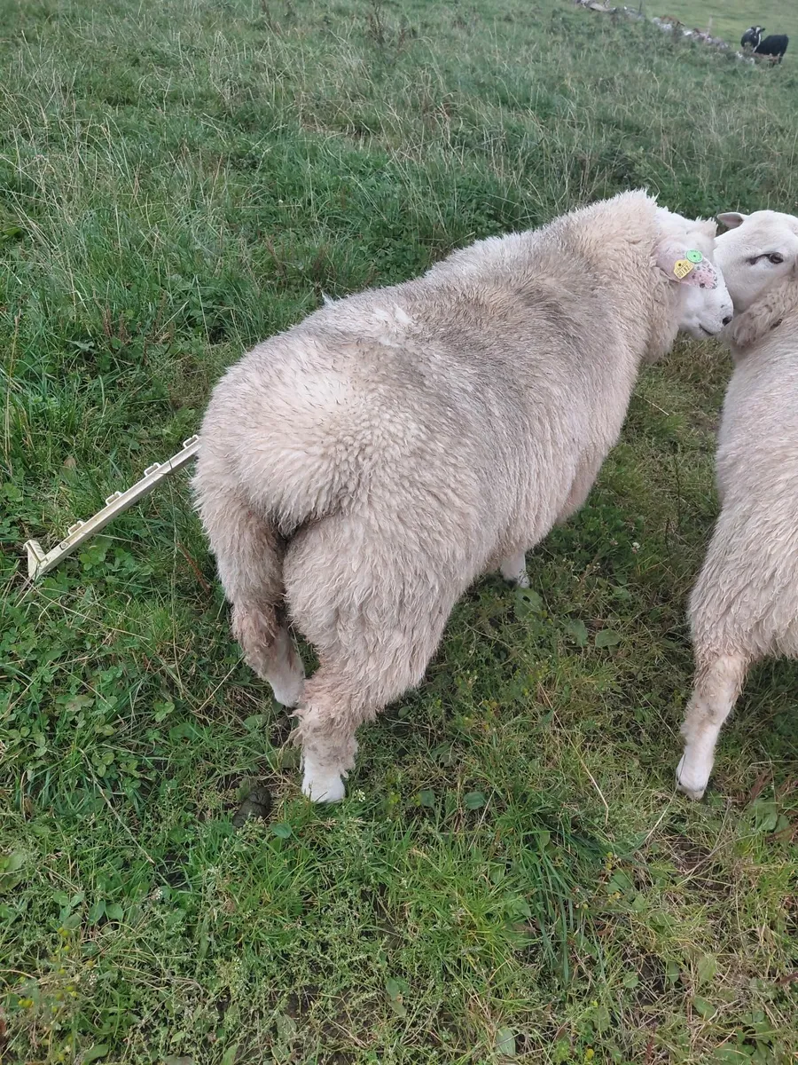Pure bred registered Galway ram lambs - Image 4