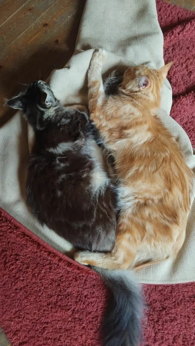 Maine Coon - Image 3