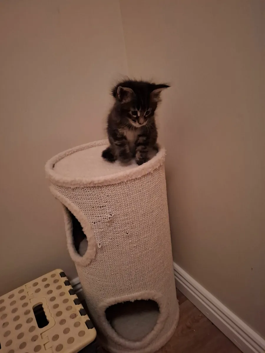 Maine Coon - Image 4