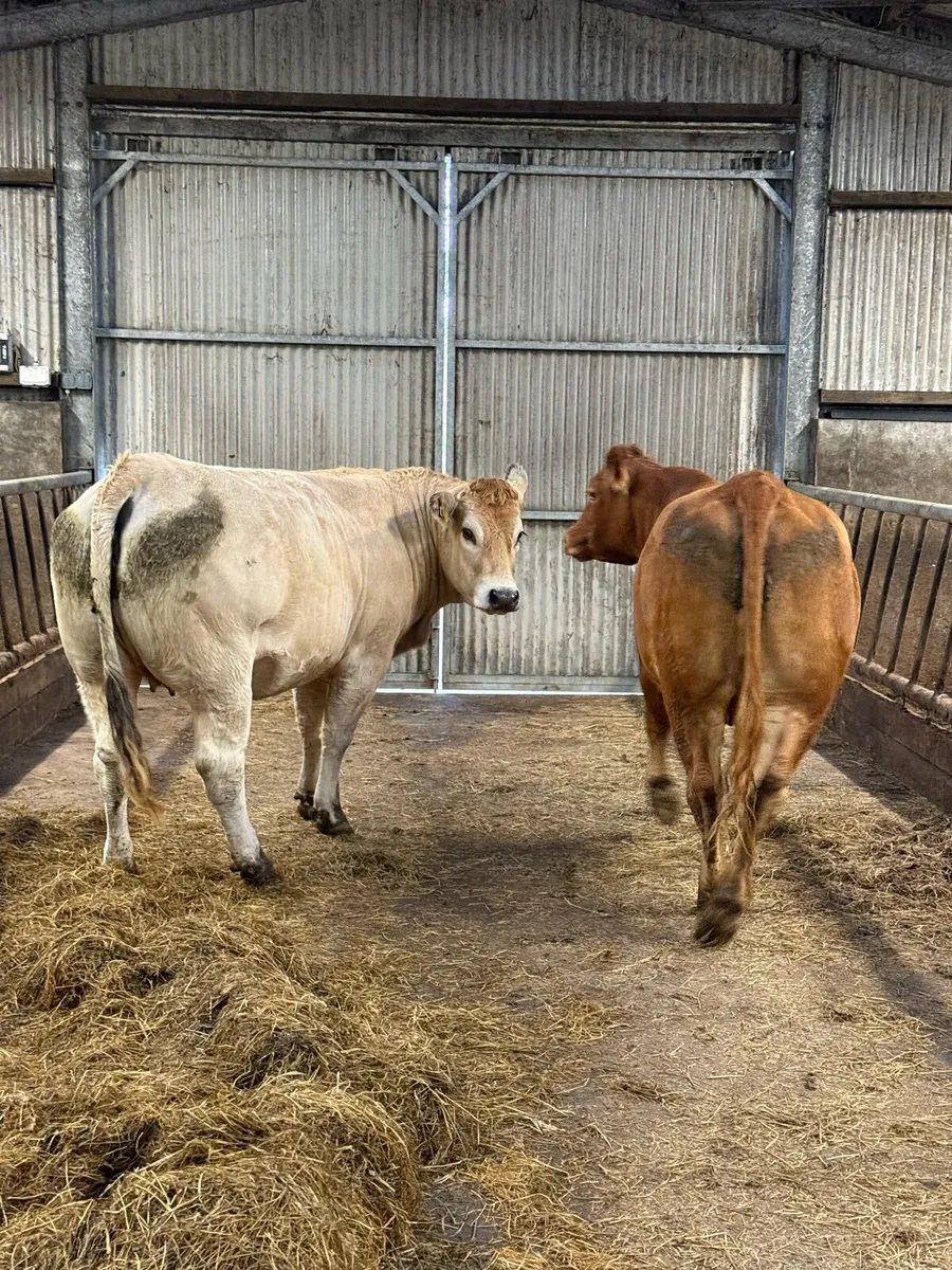 In calf heifers Balla Mart 04/10/25 - Image 1