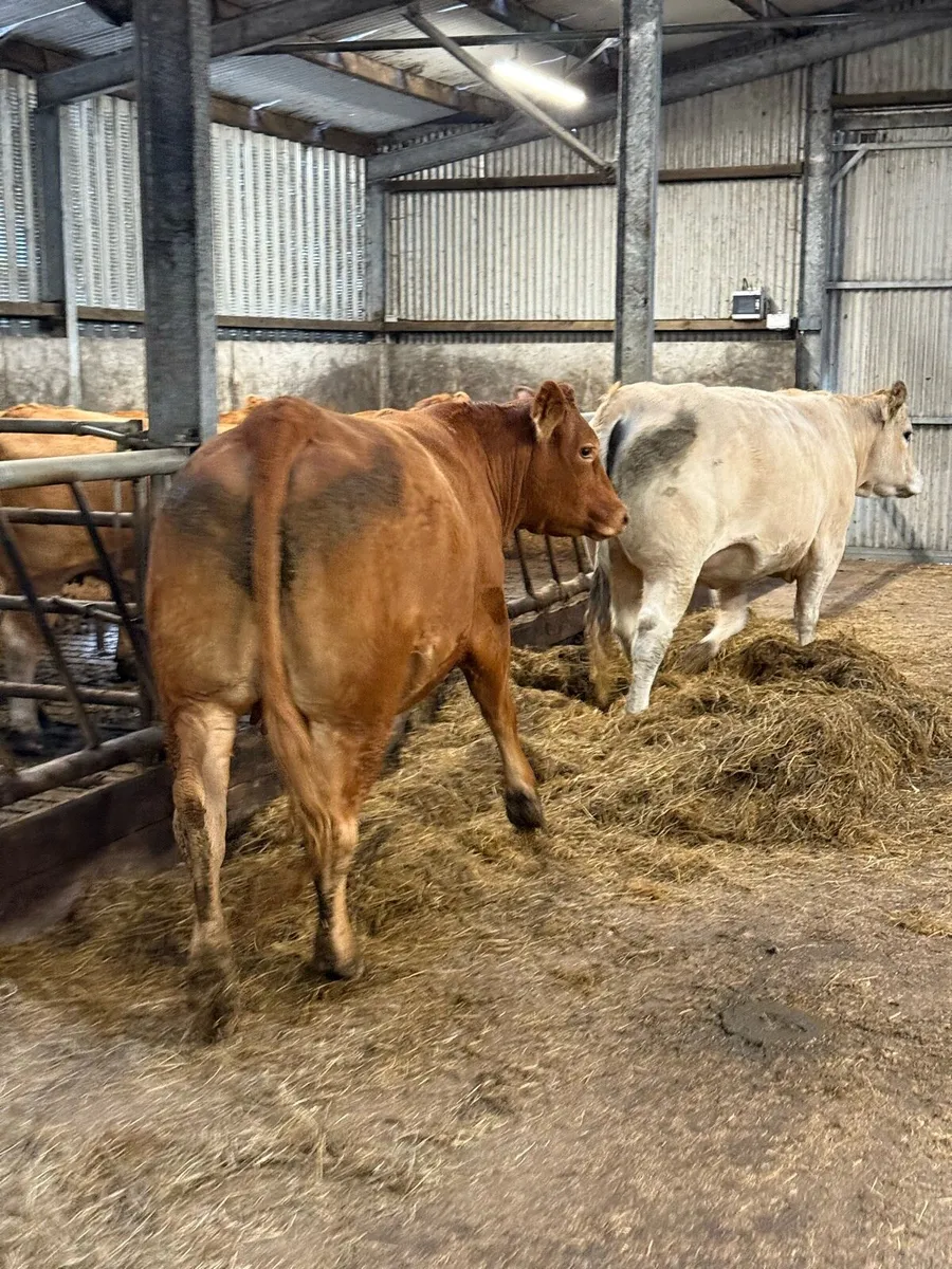 In calf heifers Balla Mart 04/10/25 - Image 2