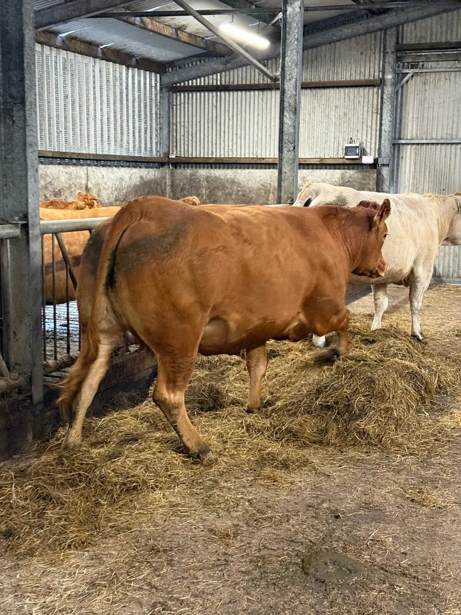 In calf heifers Balla Mart 04/10/25 - Image 3