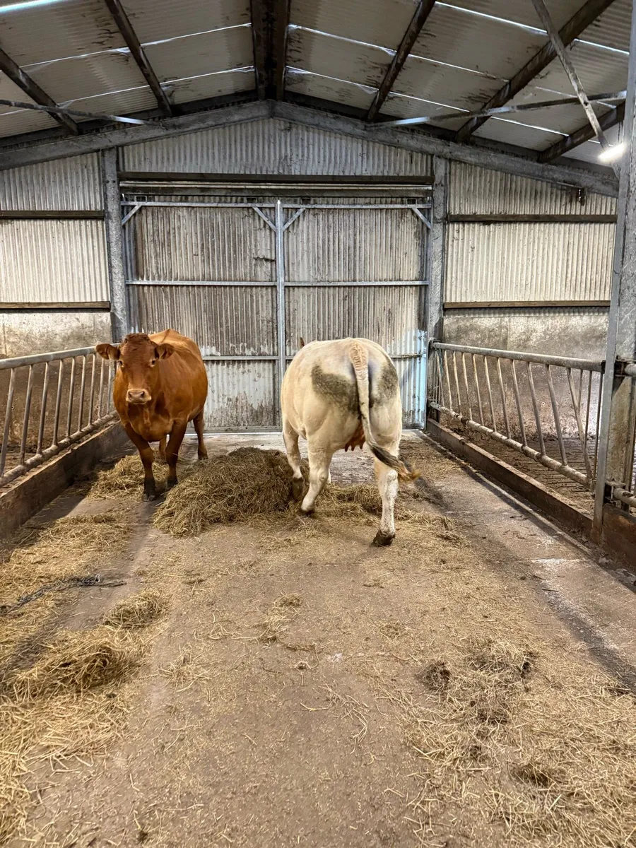 In calf heifers Balla Mart 04/10/25 - Image 4