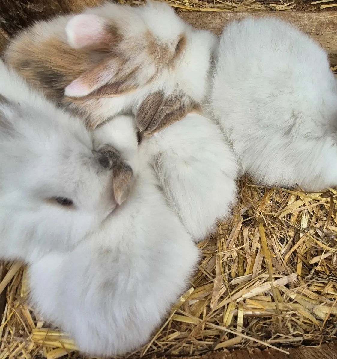Rabbits - Image 2