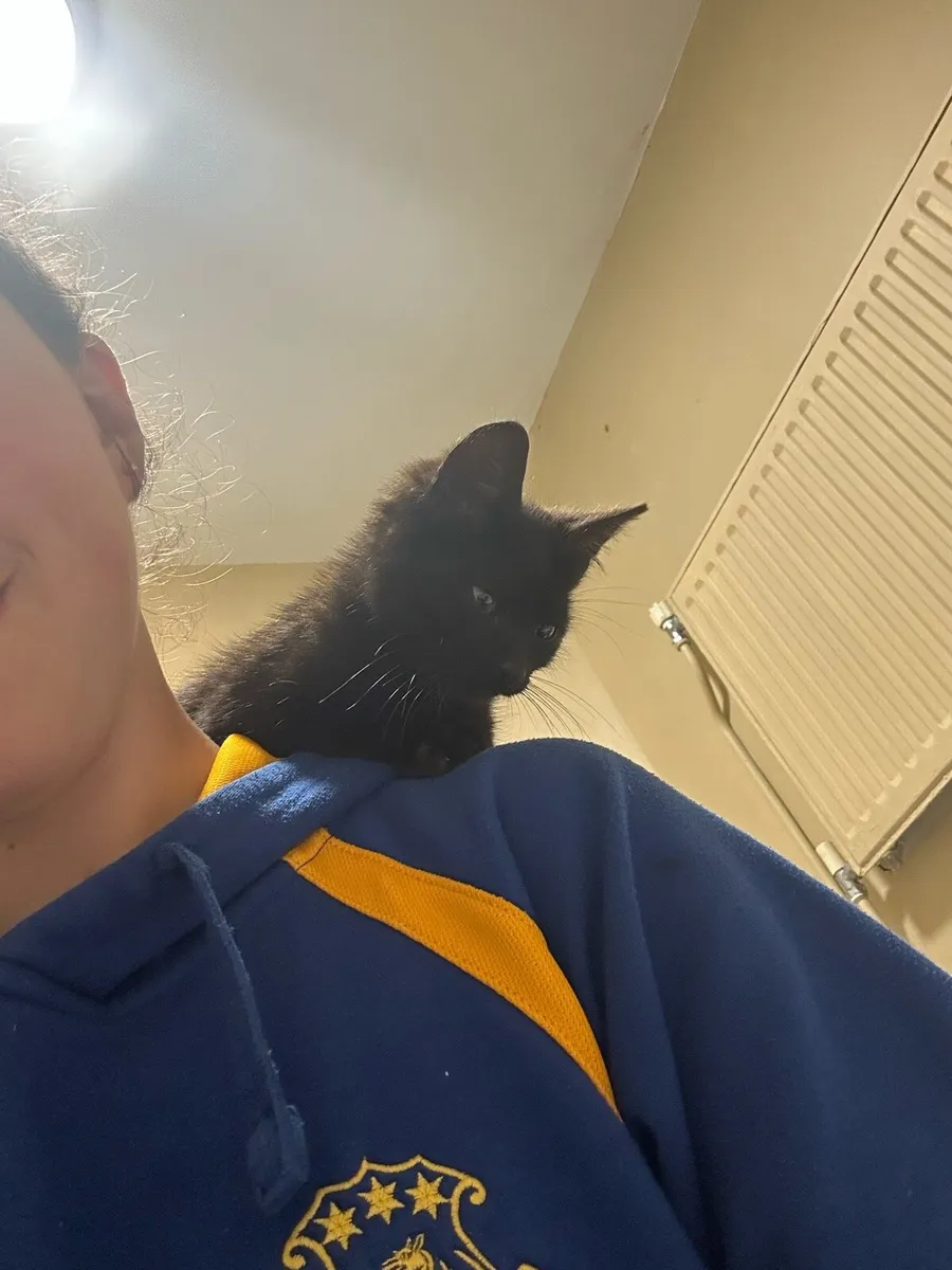Kittens - Image 2