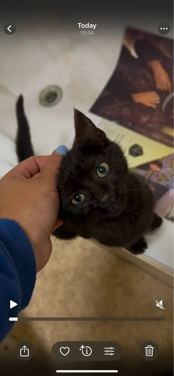 Kittens - Image 1