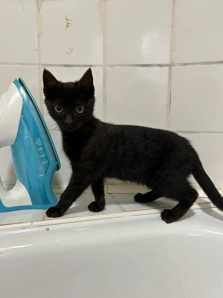 Kittens - Image 3
