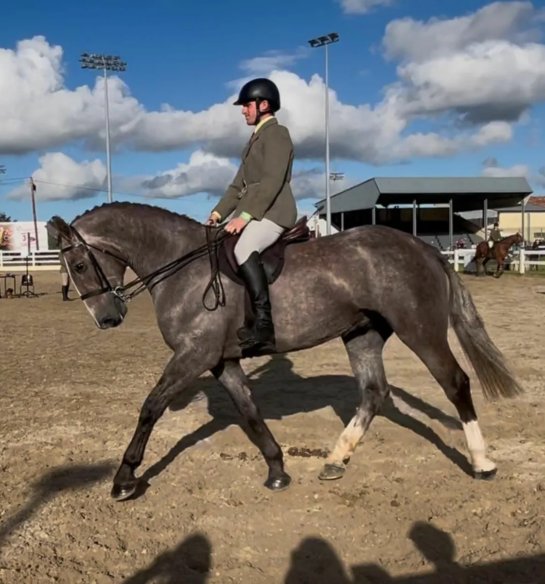 ☘️ Superb Registered Irish Draught Gelding☘️ - Image 3