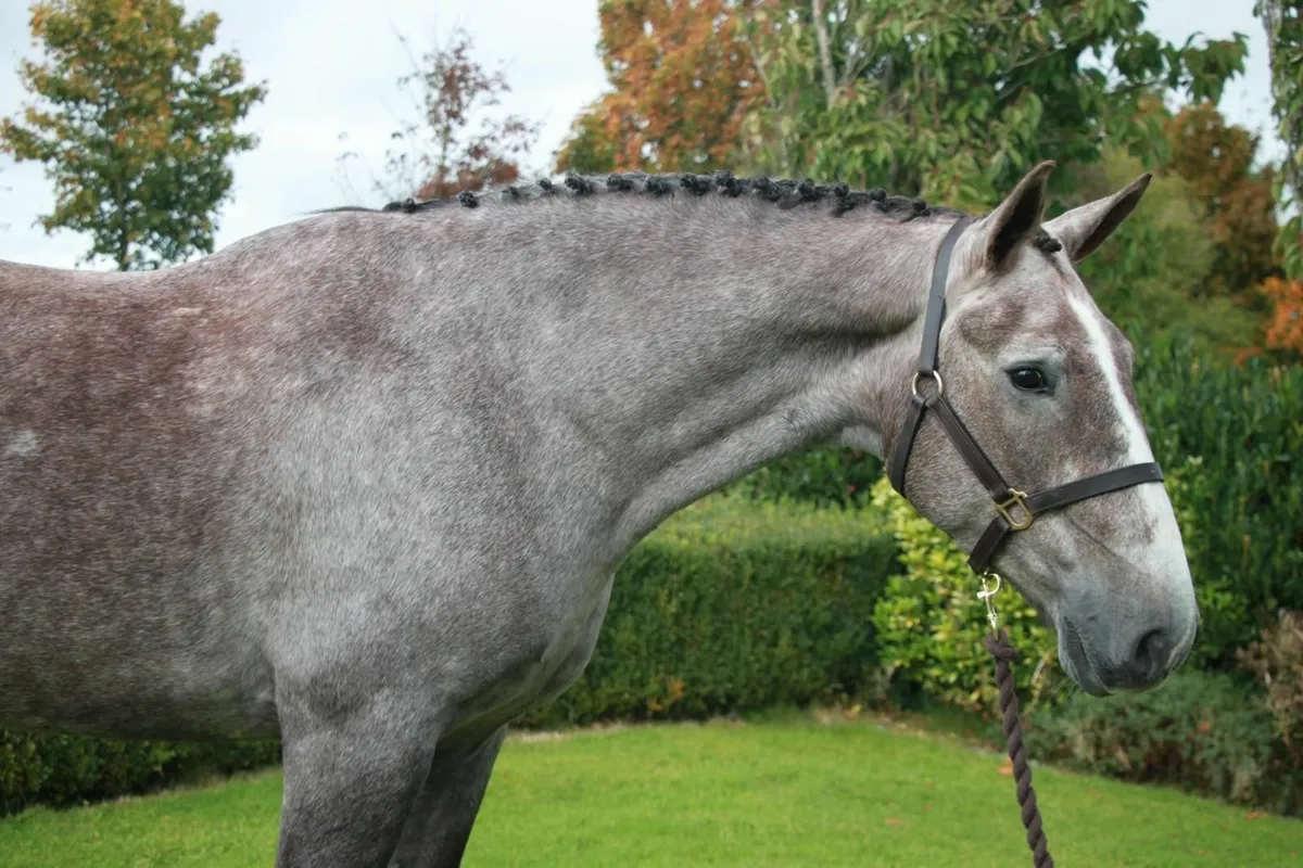 ☘️ Superb Registered Irish Draught Gelding☘️ - Image 4