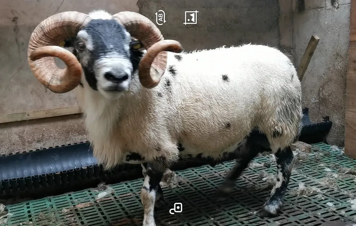 Suffolk ewe lambs and Purebred Lanark Ram - Image 2
