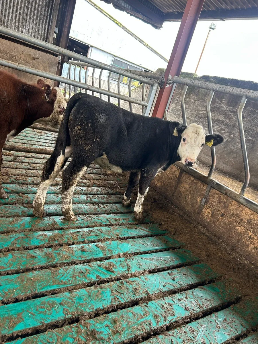 Weanling bullocks - Image 1