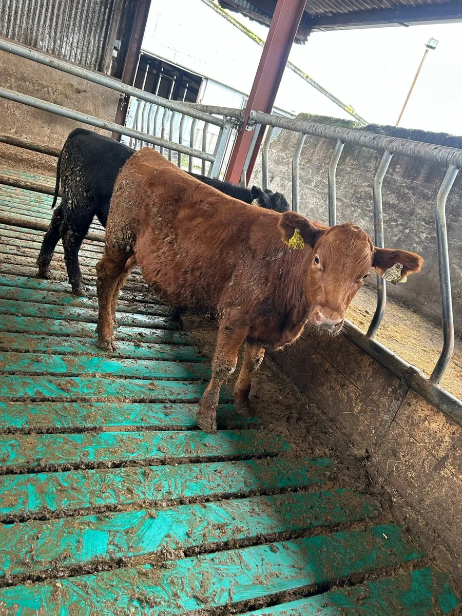 Weanling bullocks - Image 2