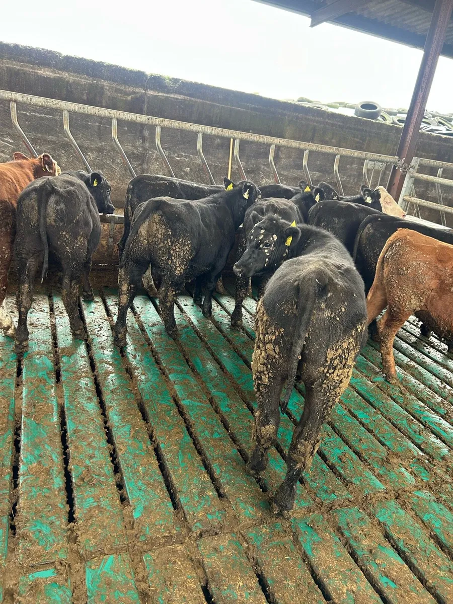 Weanling bullocks - Image 4