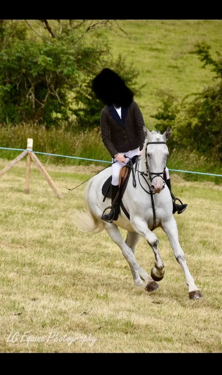 6yr old Hunter/Amateur Show-Jumper - Image 2