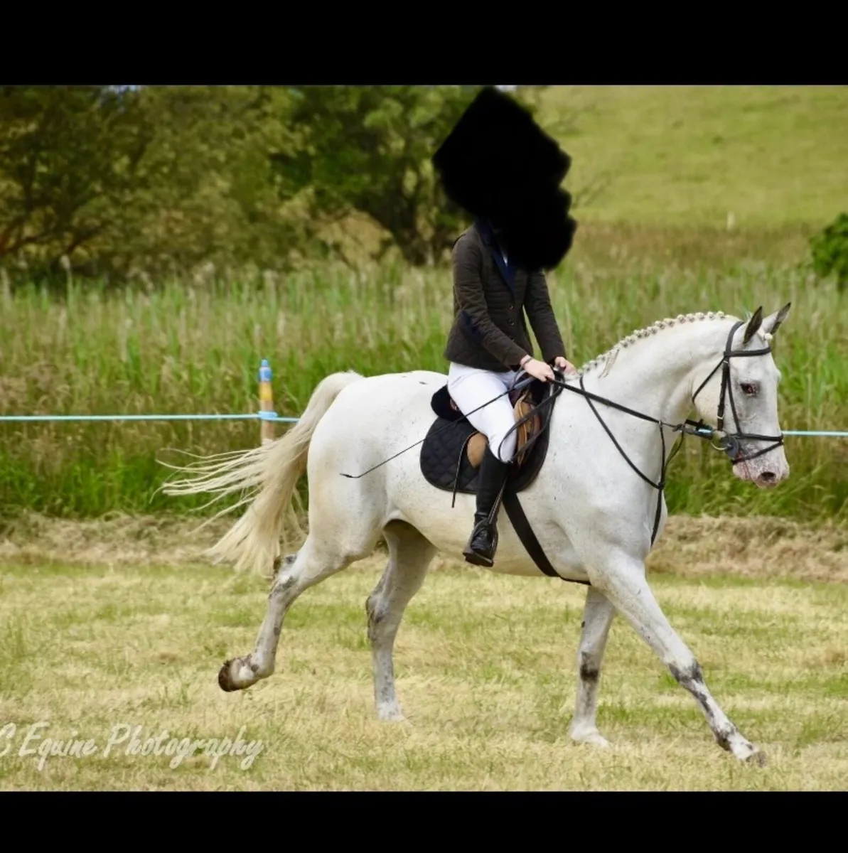 6yr old Hunter/Amateur Show-Jumper - Image 1
