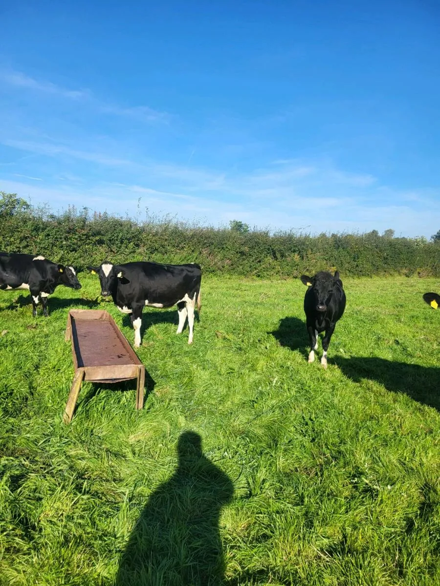Bulling Heifers - Image 1