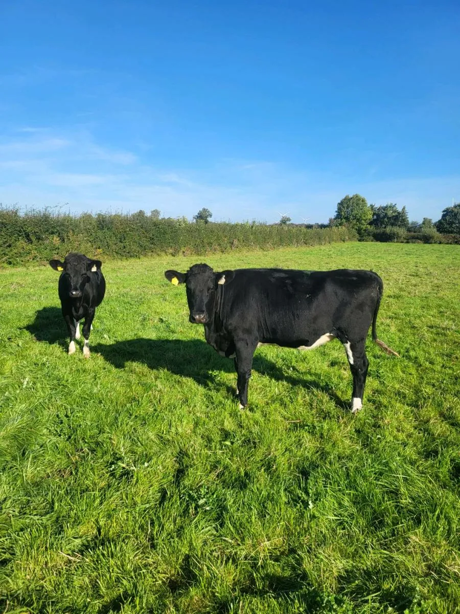Bulling Heifers - Image 2