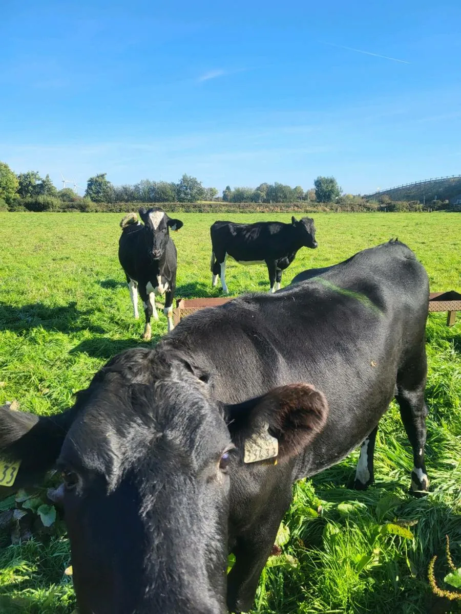 Bulling Heifers - Image 3