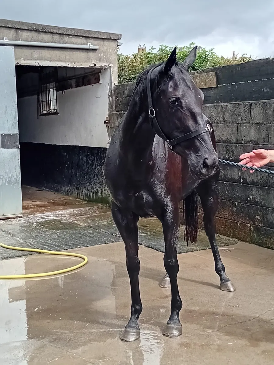 3yo filly - Image 1
