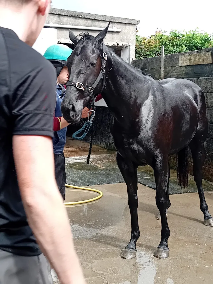 3yo filly - Image 2
