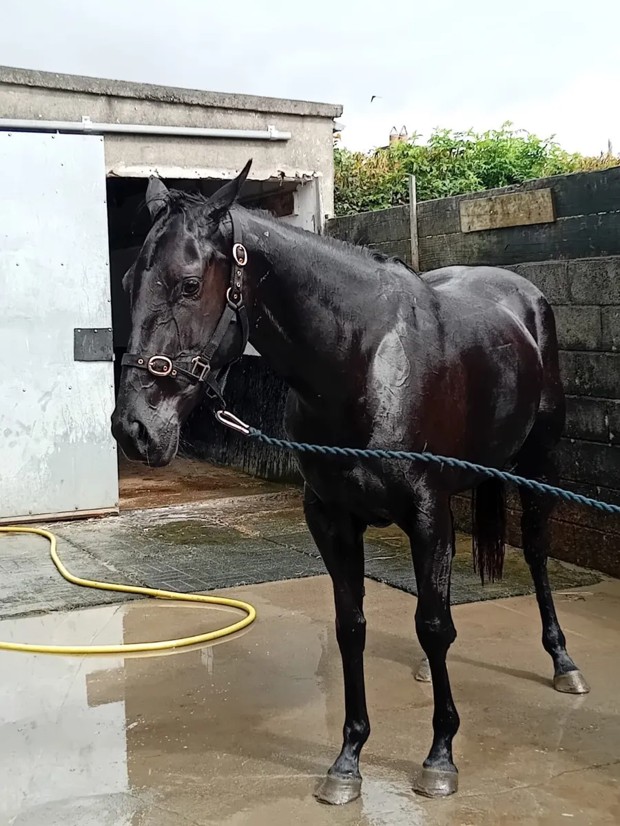 3yo filly - Image 3